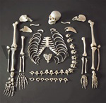 Disarticulated Budget Skeleton w/Skull